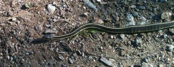 Photo of Thamnophis sirtalis by Laura Cooper
